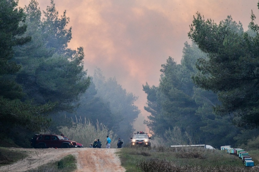 Δάσος Στροφυλιάς: Έγινε καμένη γη από «Διαμάντι της Πελοποννήσου…»