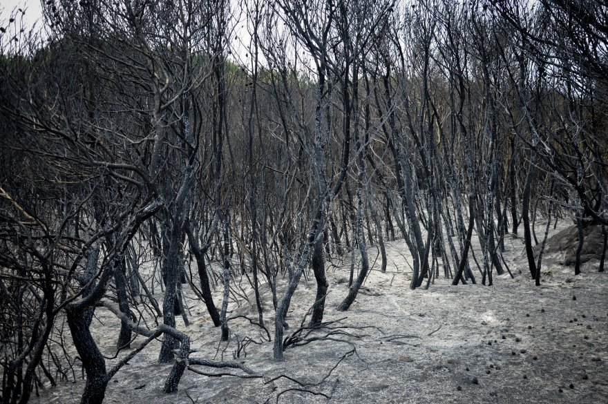 Φωτογραφίες από τη φωτιά στο δάσος Στροφυλιάς: Κρανίου τόπος η επόμενη μέρα