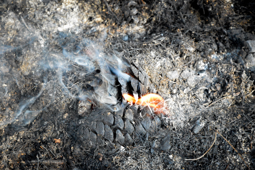 Φωτογραφίες από τη φωτιά στο δάσος Στροφυλιάς: Κρανίου τόπος η επόμενη μέρα