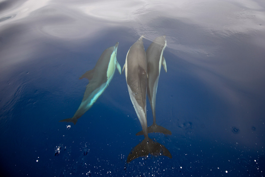 Τα θηλυκά δελφίνια έχουν κλειτορίδα και φτάνουν σε οργασμό