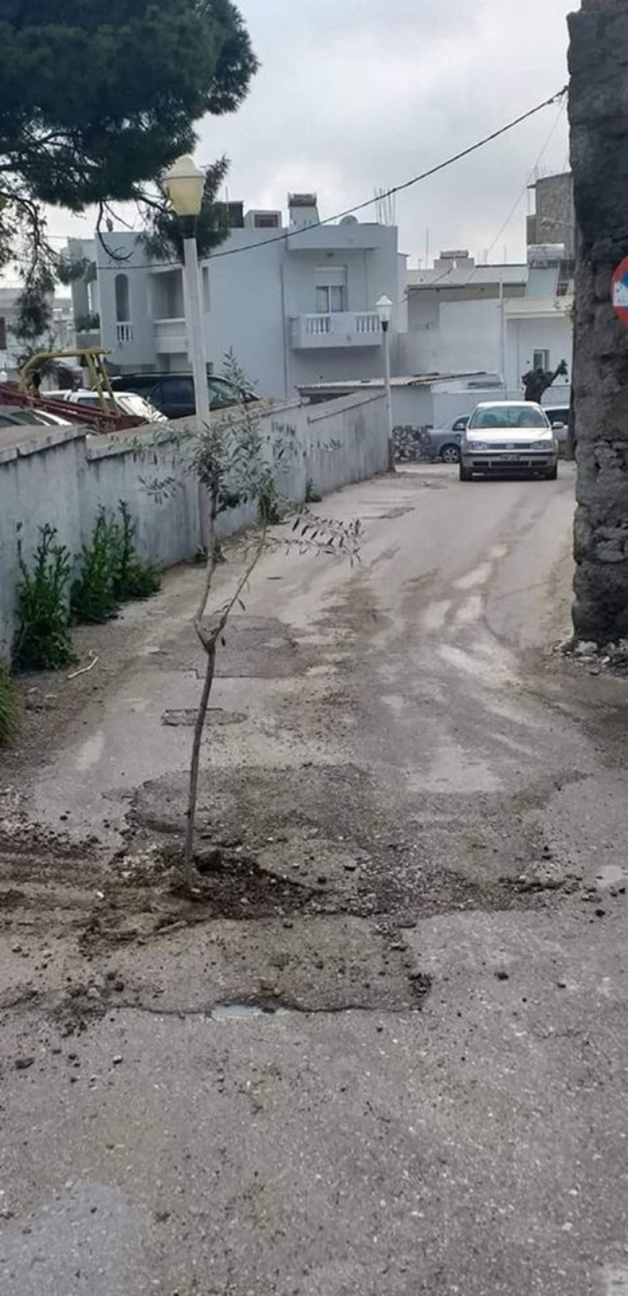 Διαμαρτυρία μέσω... κηπουρικής στη Ρόδο: Φύτεψαν ελιές στις λακκούβες των δρόμων!