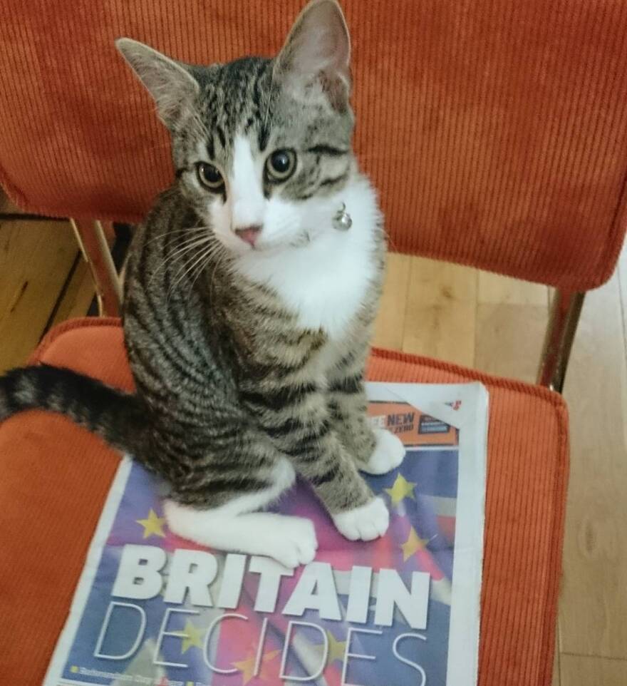 Embassy Cat: Τι απέγινε η γάτα του Ασάνζ που του έκανε παρέα στην πρεσβεία