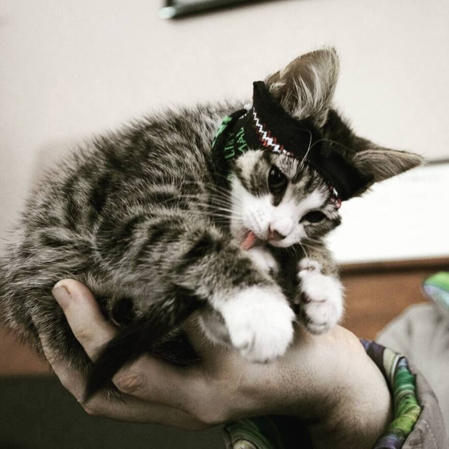 Embassy Cat: Τι απέγινε η γάτα του Ασάνζ που του έκανε παρέα στην πρεσβεία