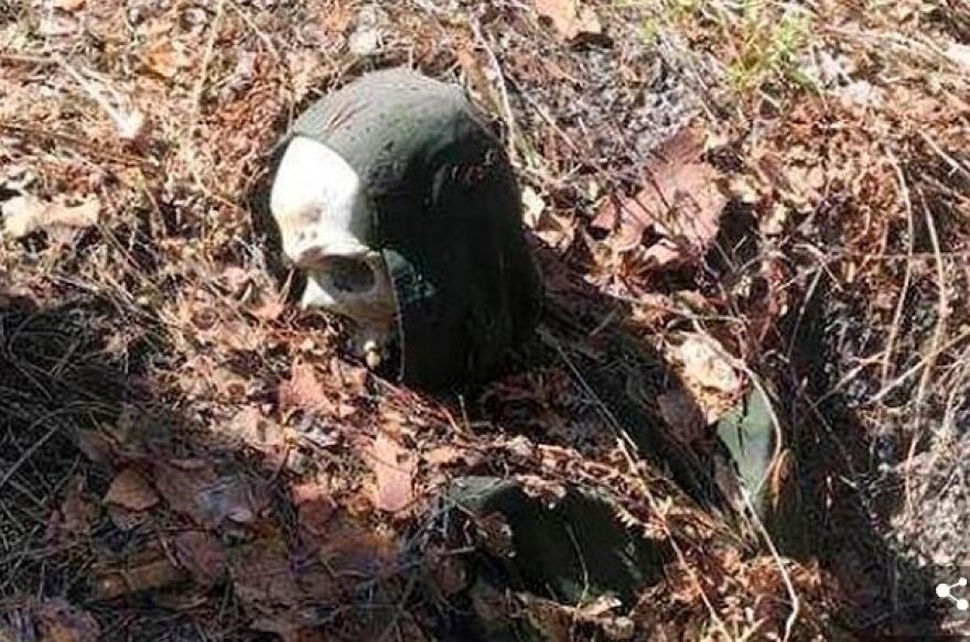 Σκελετός «επίδοξου Χουντίνι» βρέθηκε δεμένος σε δέντρο με χειροπέδες μπροστά σε κάμερα!