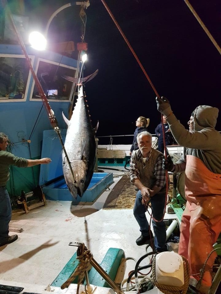 Έπιασαν τόνο - γίγαντα 2,74 μέτρων και 288 κιλών στην Νάξο - Δείτε φωτογραφίες