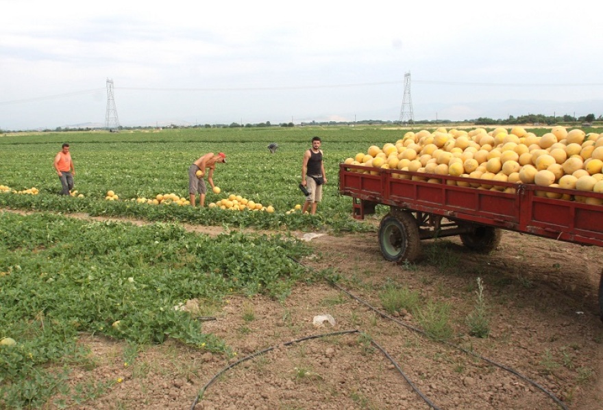 Γιατί τα ελληνικά αγροτικά προϊόντα δεν έχουν μεγάλη διείσδυση στο εξωτερικό