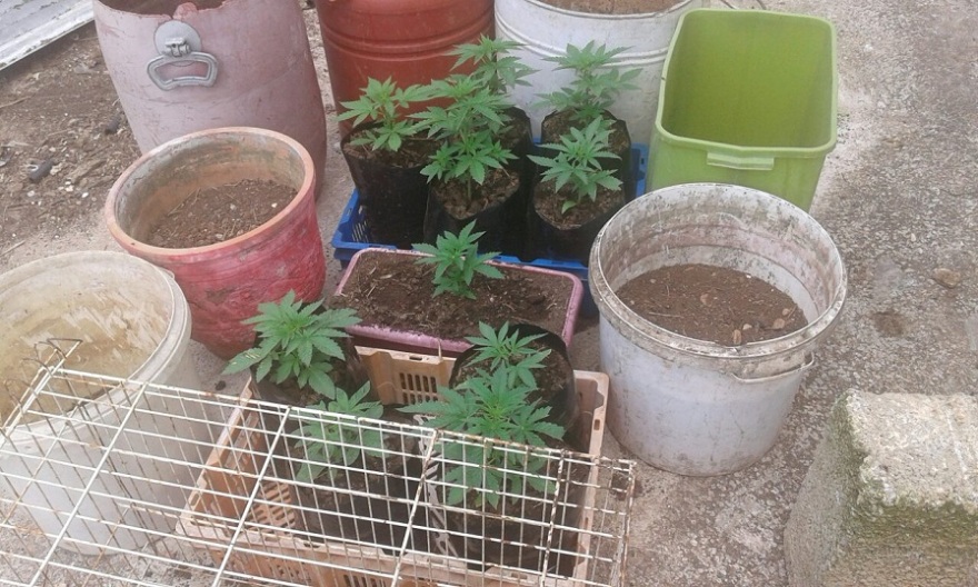 Άργος: Ισοβίτης και δραπέτης φυλακών καλλιεργούσε κάνναβη! 