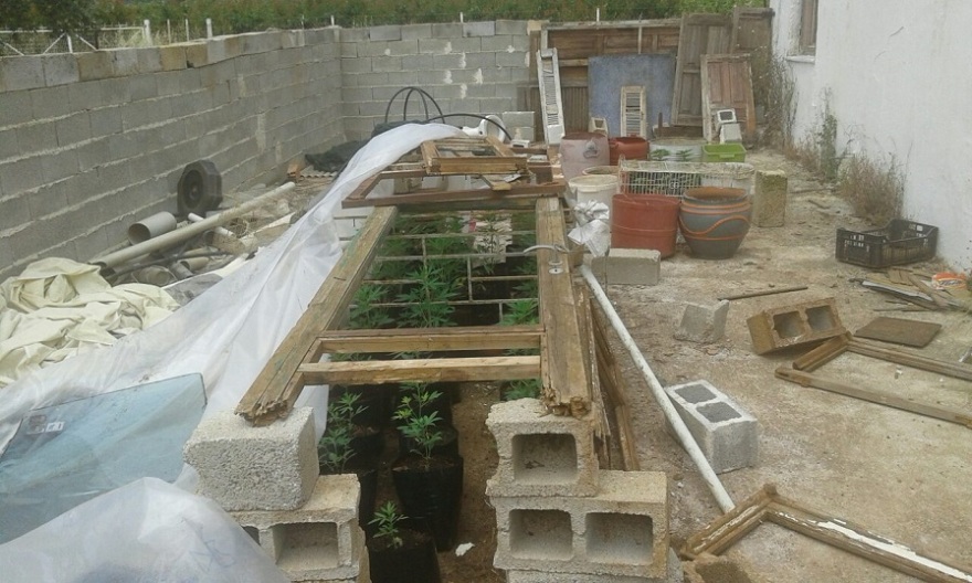 Άργος: Ισοβίτης και δραπέτης φυλακών καλλιεργούσε κάνναβη! 