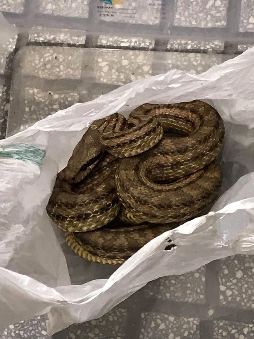 Φίδι προκάλεσε αναστάτωση σε εστιατόριο της Θεσσαλονίκης