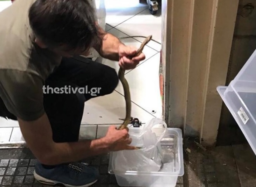 Φίδι προκάλεσε αναστάτωση σε εστιατόριο της Θεσσαλονίκης