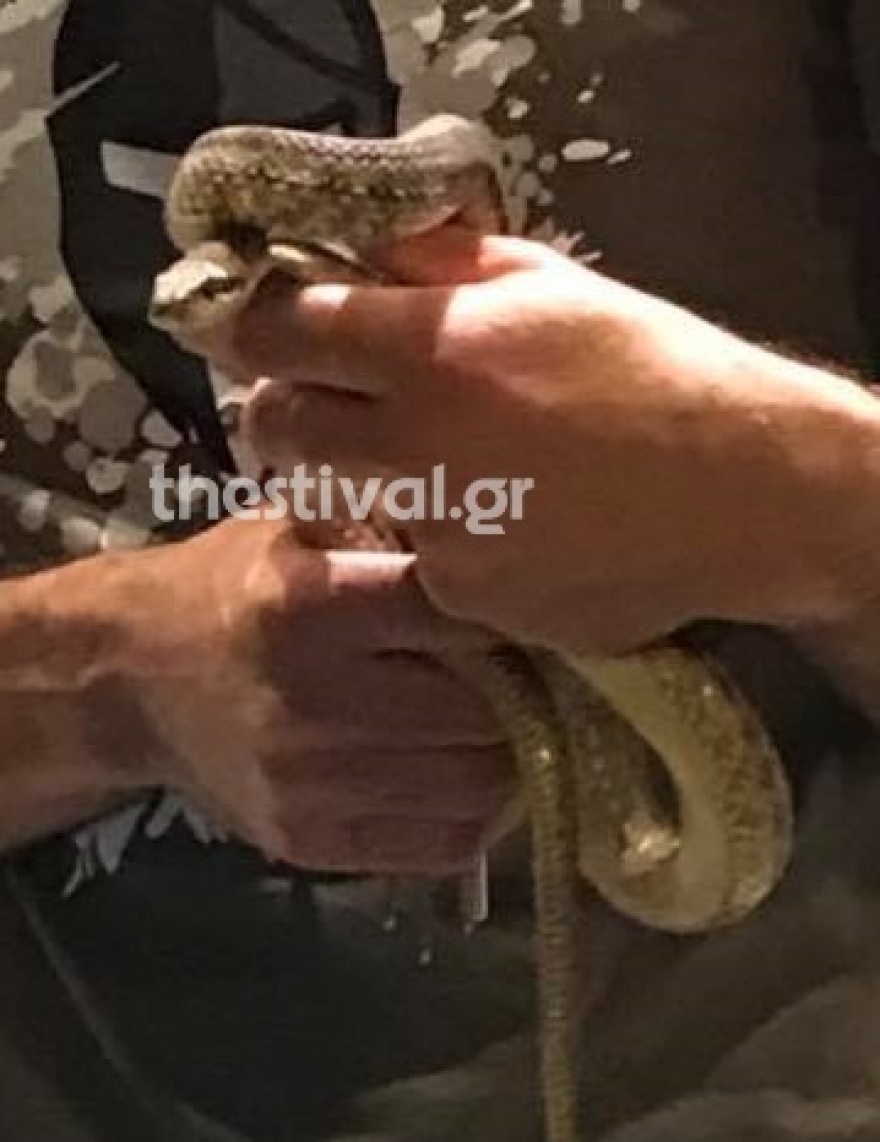 Φίδι προκάλεσε αναστάτωση σε εστιατόριο της Θεσσαλονίκης
