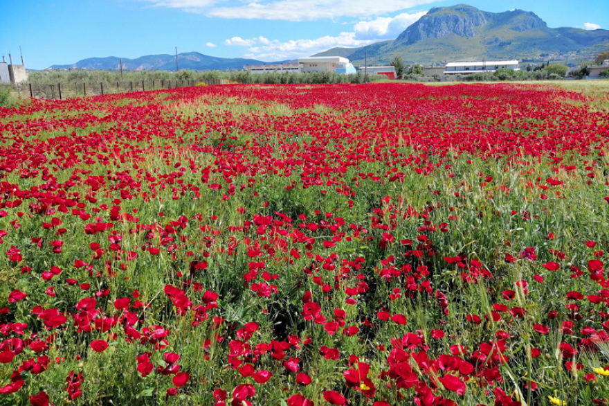 Tο σαλιγκάρι από την Αρχαία Κόρινθο