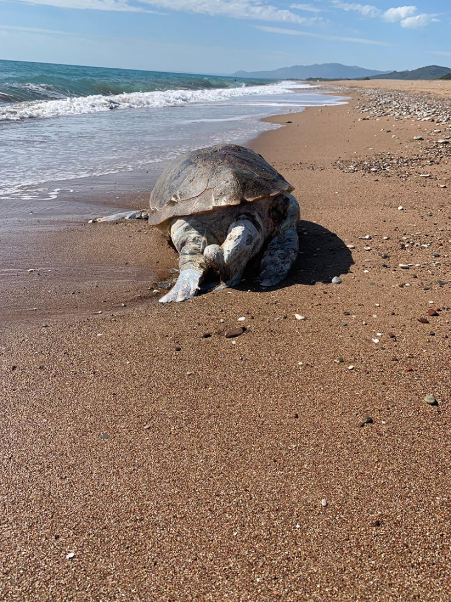 Φωτογραφίες: Νεκρή καρέτα-καρέτα στην Κυπαρισσία
