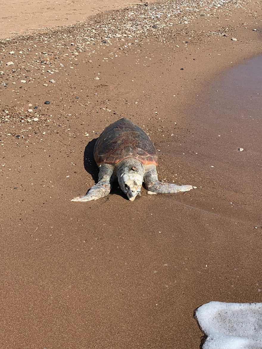 Φωτογραφίες: Νεκρή καρέτα-καρέτα στην Κυπαρισσία