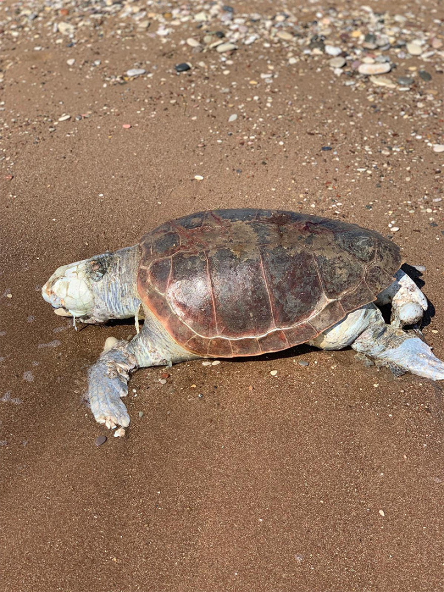Φωτογραφίες: Νεκρή καρέτα-καρέτα στην Κυπαρισσία