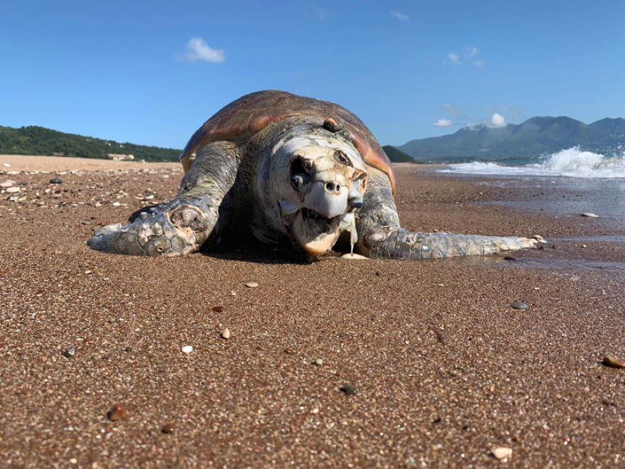 Φωτογραφίες: Νεκρή καρέτα-καρέτα στην Κυπαρισσία