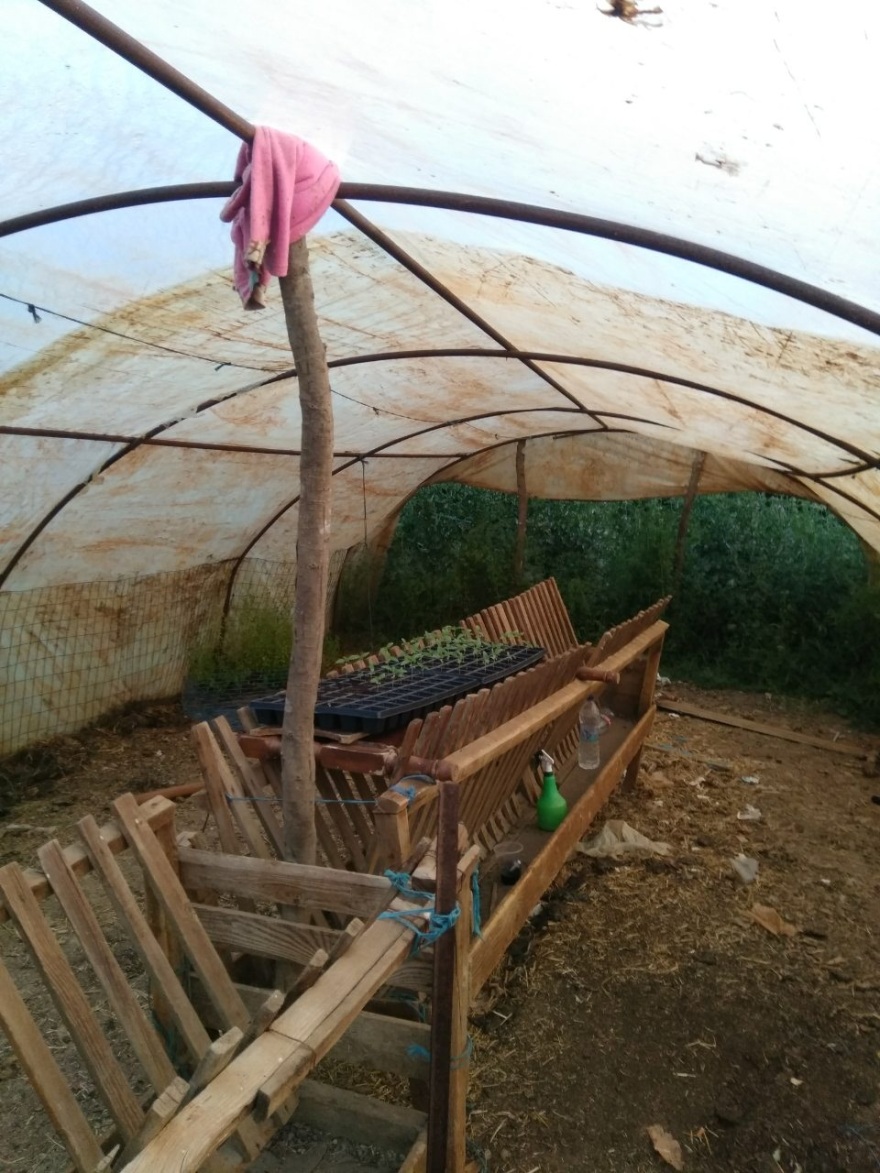 Αιτωλοακαρνανία: Μητέρα και γιος καλλιεργούσαν χασισοφυτεία στον στάβλο τους