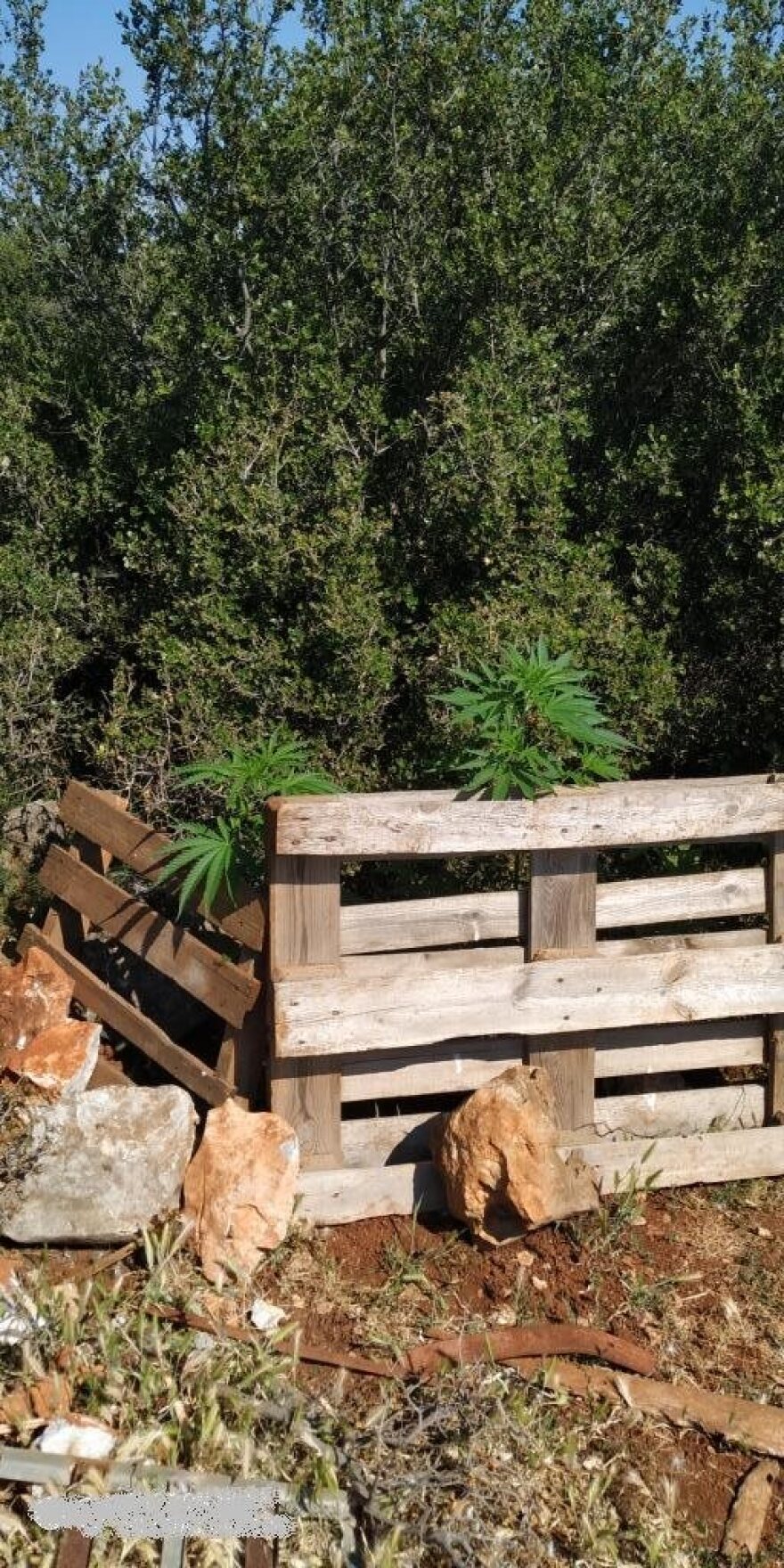 Χασισοφυτεία με 14 δενδρύλλια σε αγρόκτημα στην Θήβα