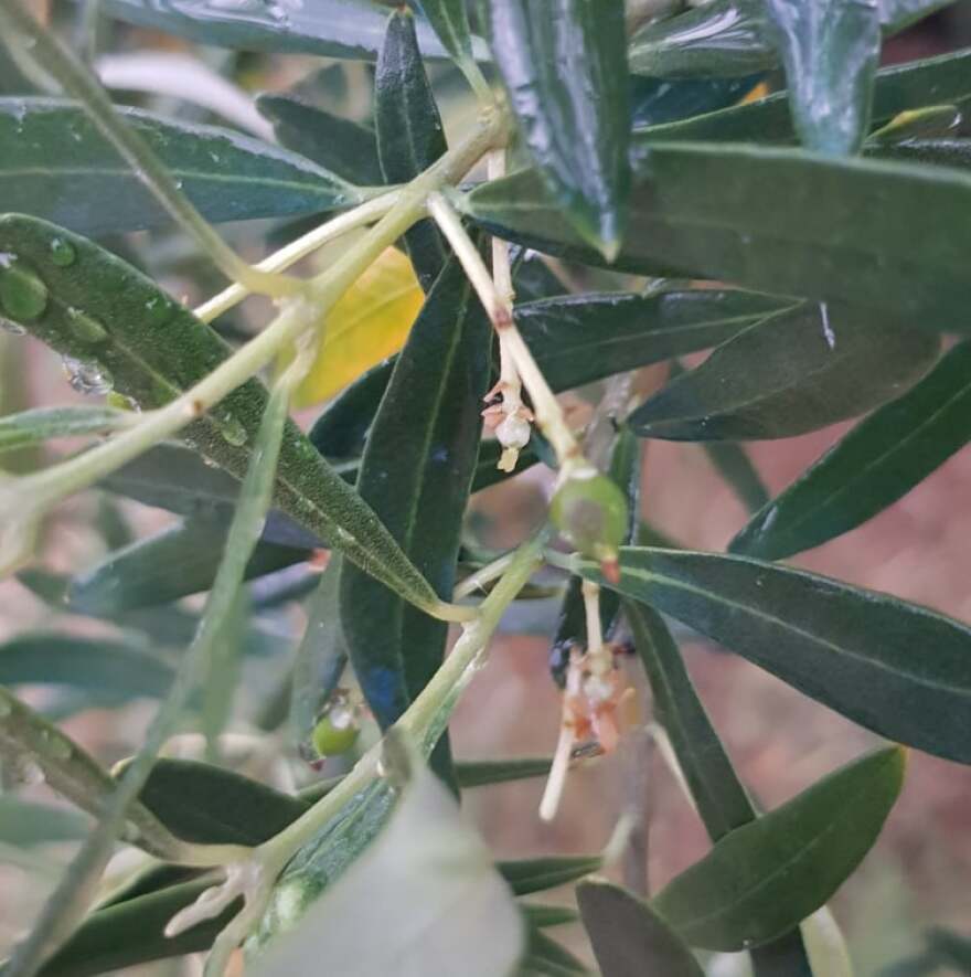 Χαλκιδική: Καταστροφές από το χαλάζι στον Πολύγυρο