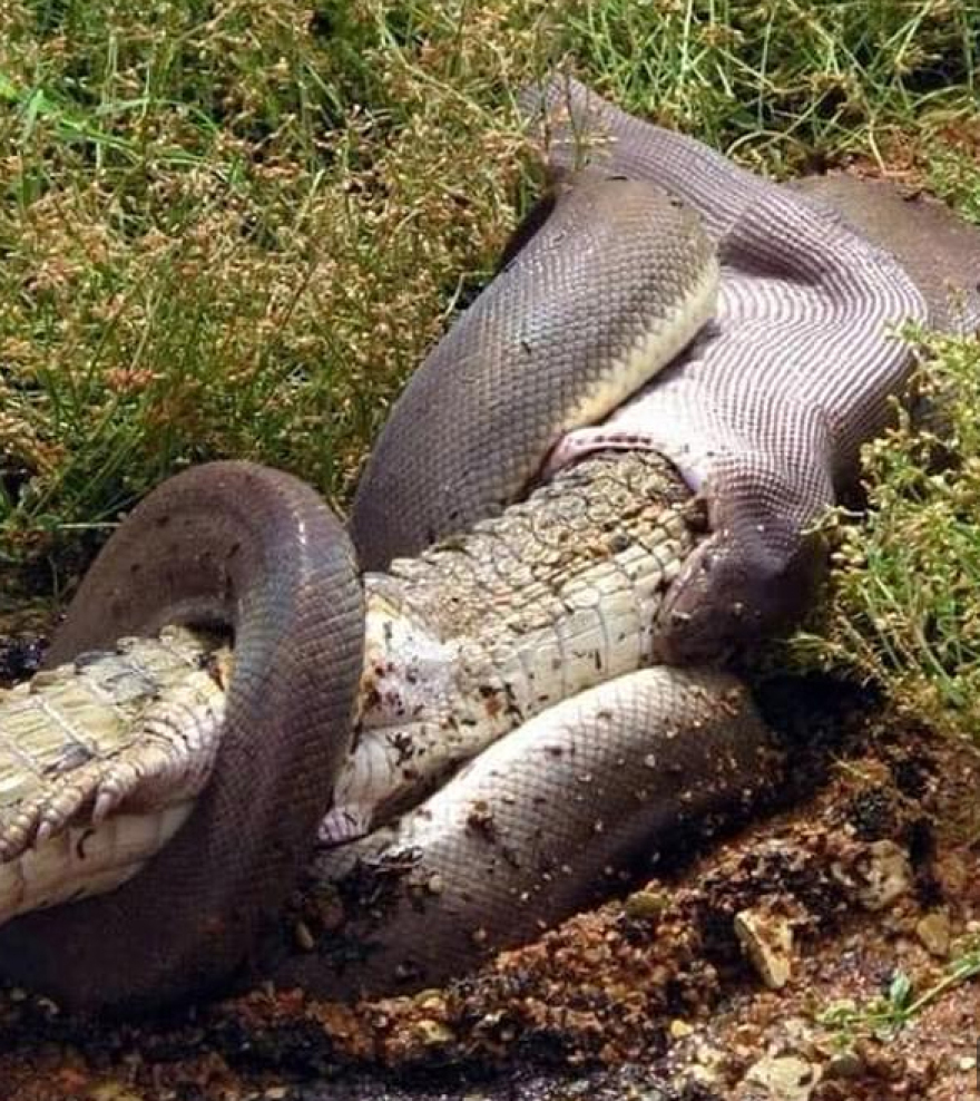 Τρόμος: Πύθωνας καταπίνει τον μεγαλύτερο κροκόδειλο του κόσμου 