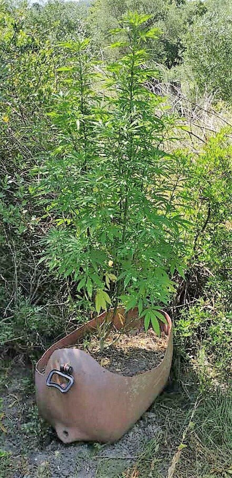 Καλλιεργούσαν μικρές χασισοφυτείες στην Κέρκυρα