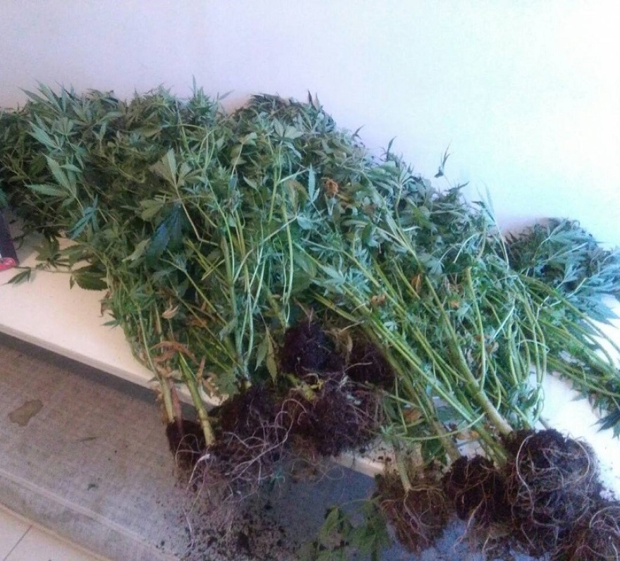 Φυτεία με υδροπονική και φυσική κάνναβη στην Ηλεία