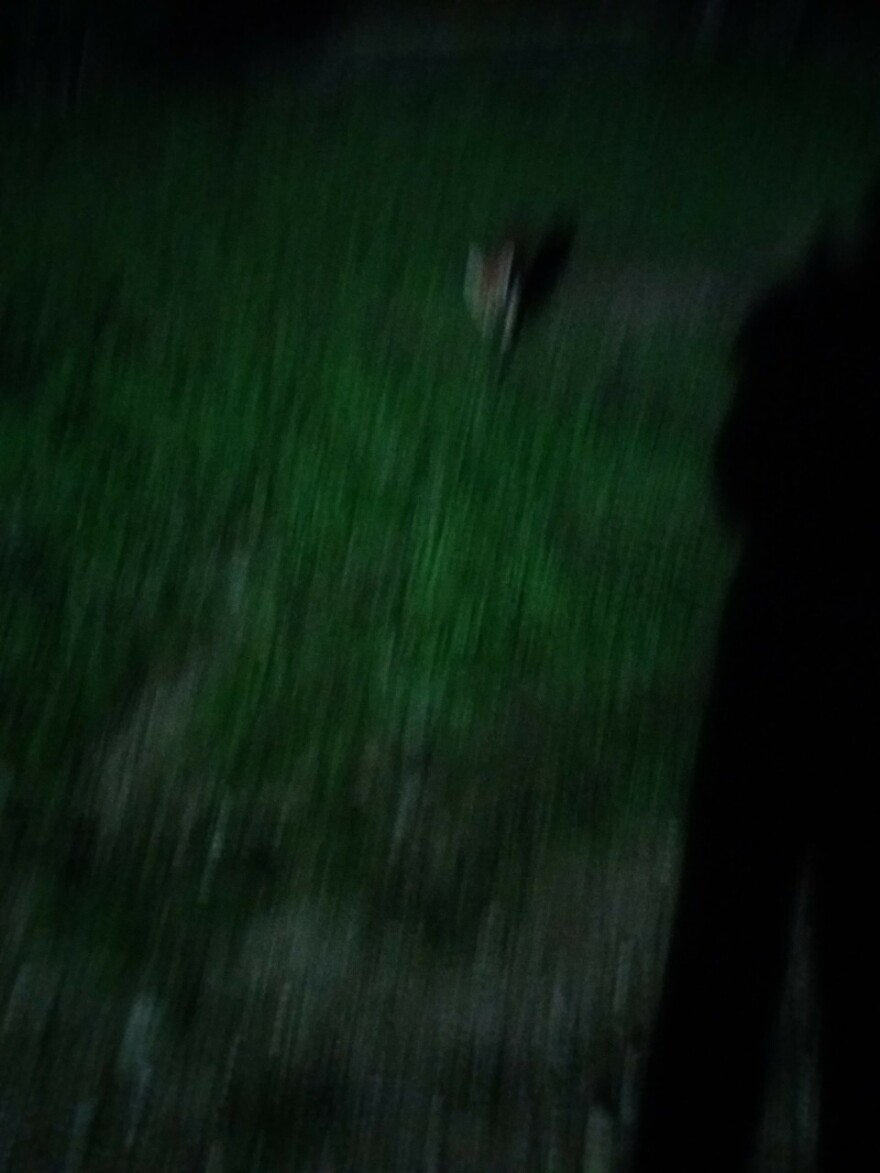 Αλεπούδες και ποντίκια στον προαύλιο χώρο του Λοιμωδών της Αγίας Βαρβάρας