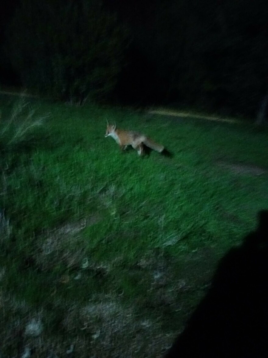 Αλεπούδες και ποντίκια στον προαύλιο χώρο του Λοιμωδών της Αγίας Βαρβάρας