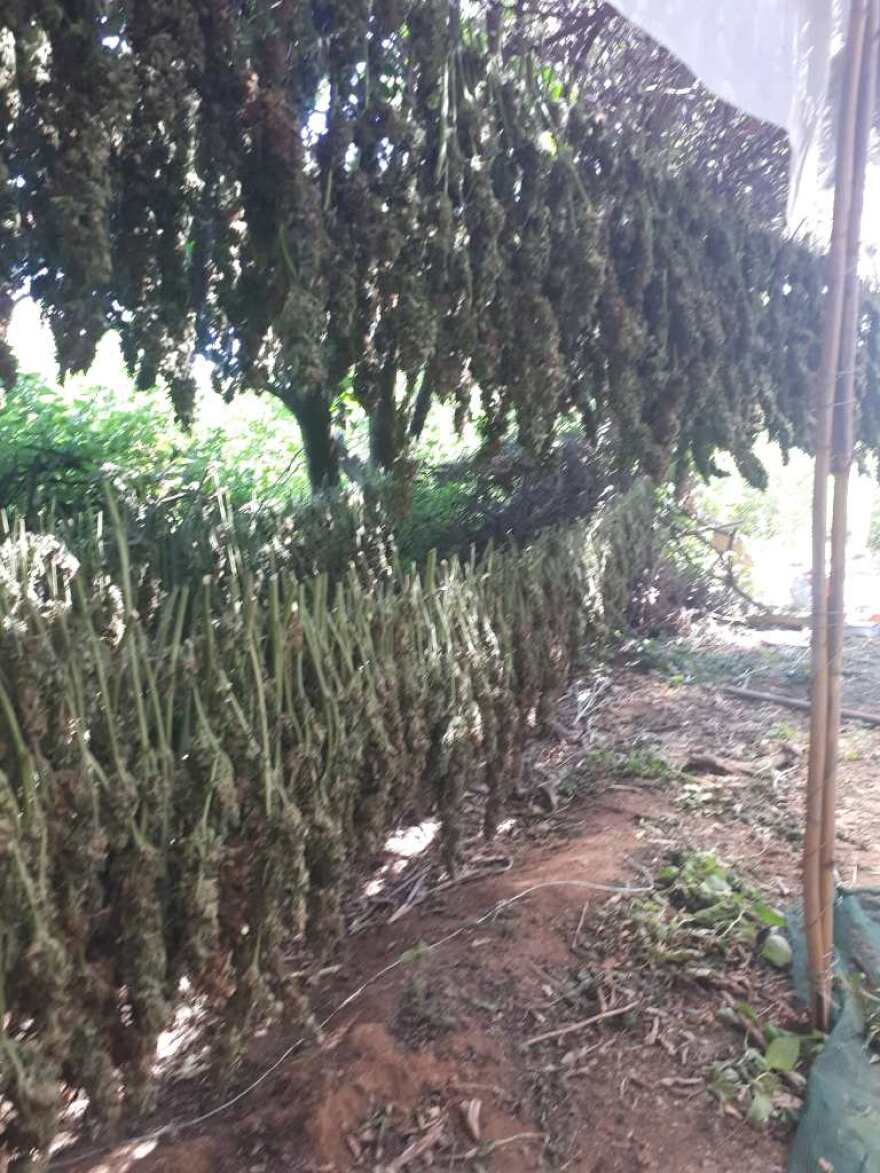 Κρήτη: Επιχείρηση της αστυνομίας σε χασισοφυτεία με 3.000 δενδρύλλια!