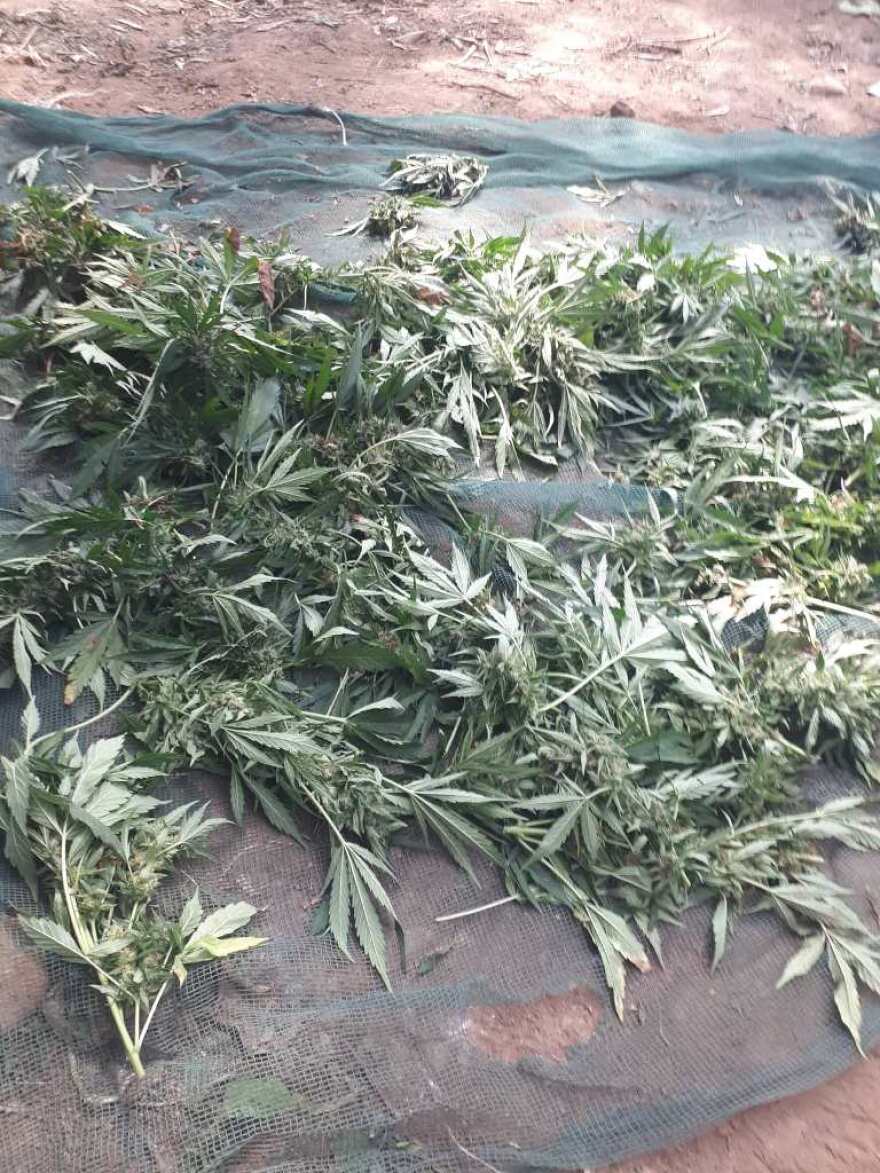 Κρήτη: Επιχείρηση της αστυνομίας σε χασισοφυτεία με 3.000 δενδρύλλια!