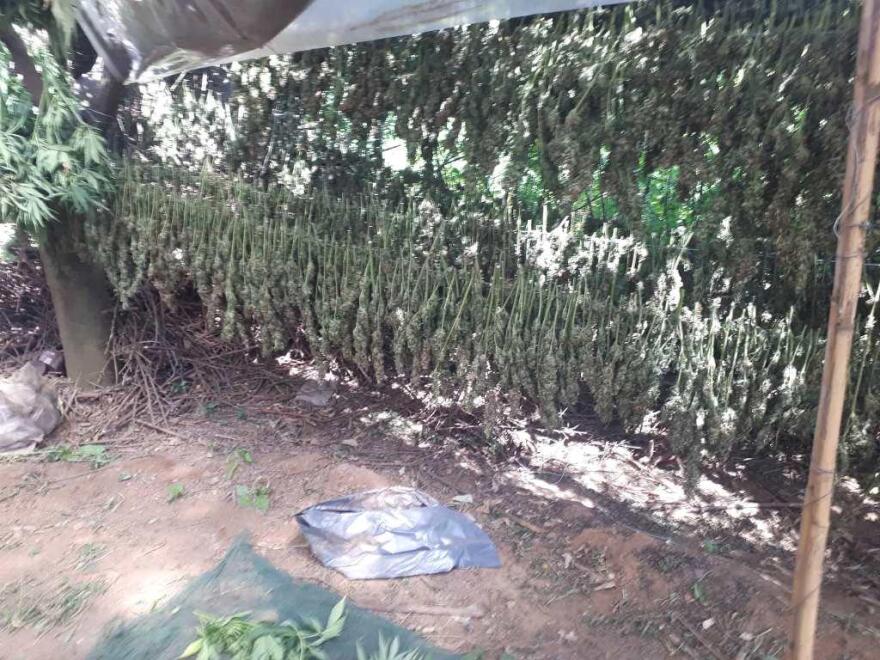 Κρήτη: Επιχείρηση της αστυνομίας σε χασισοφυτεία με 3.000 δενδρύλλια!