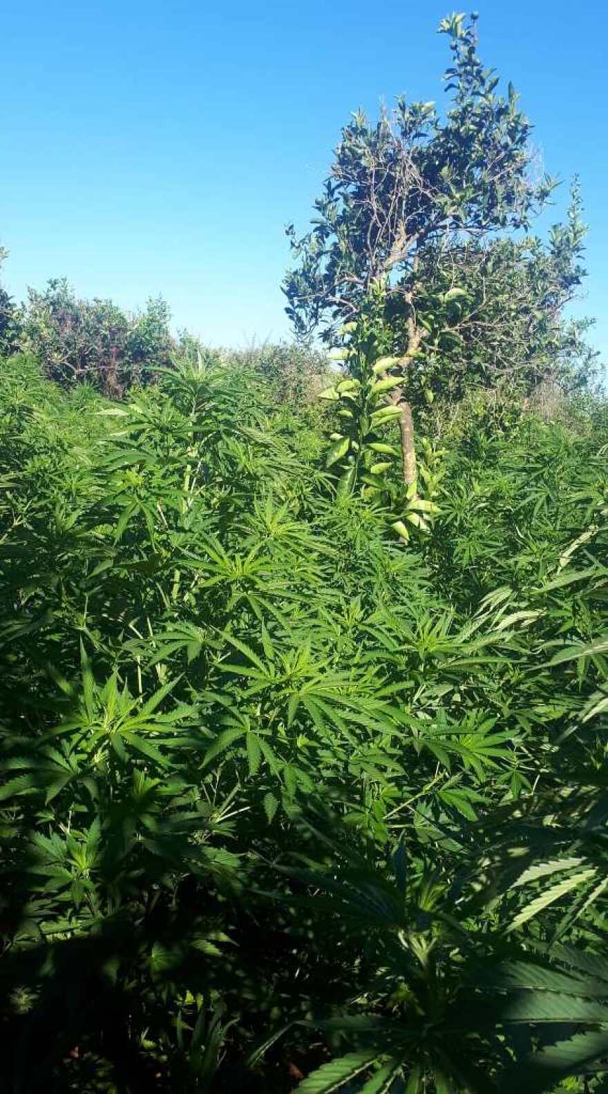 Κρήτη: Επιχείρηση της αστυνομίας σε χασισοφυτεία με 3.000 δενδρύλλια!