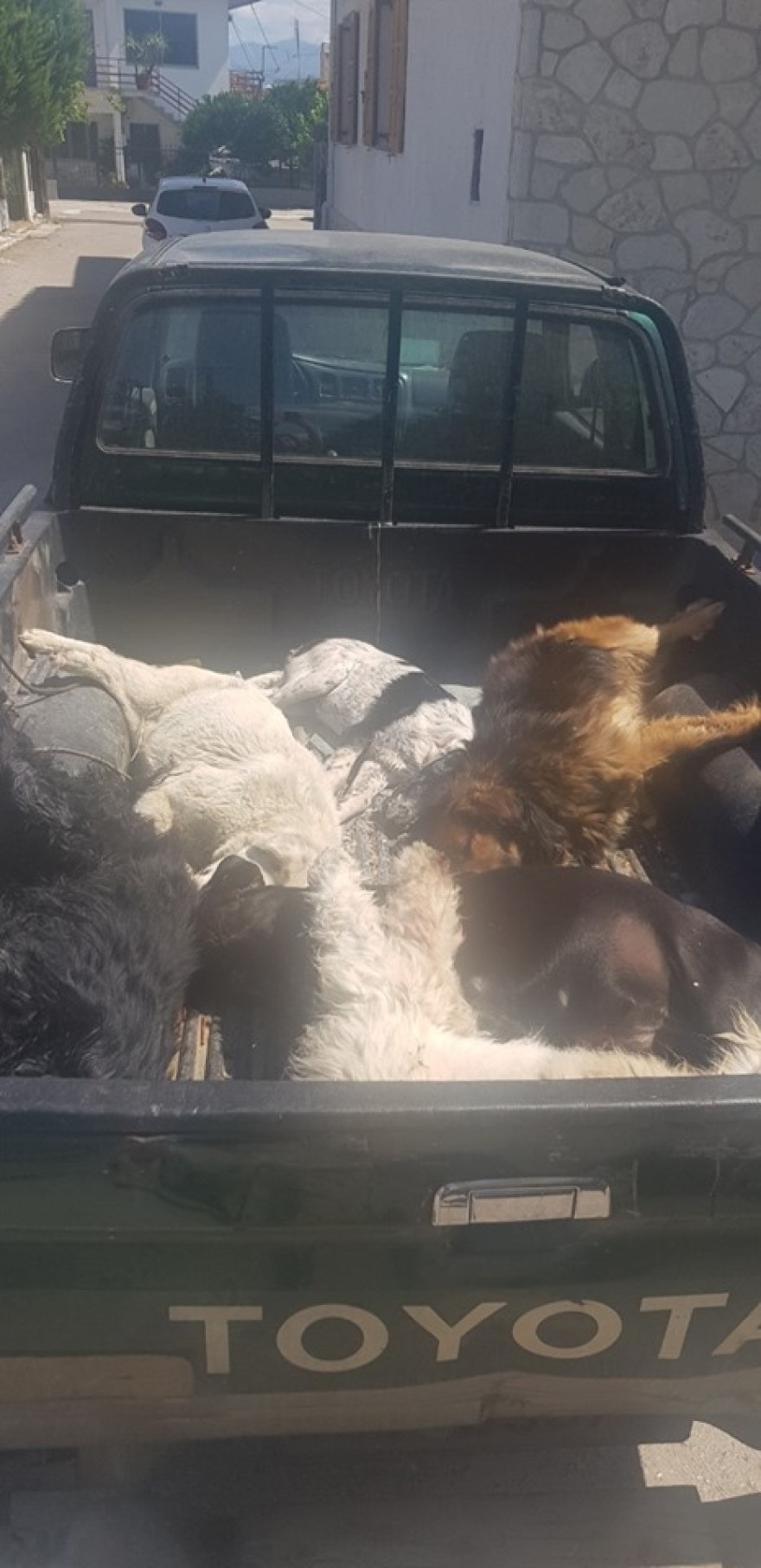 Φθιώτιδα: Τη μαζική δολοφονία αδέσποτων καταγγέλλει φιλοζωική 