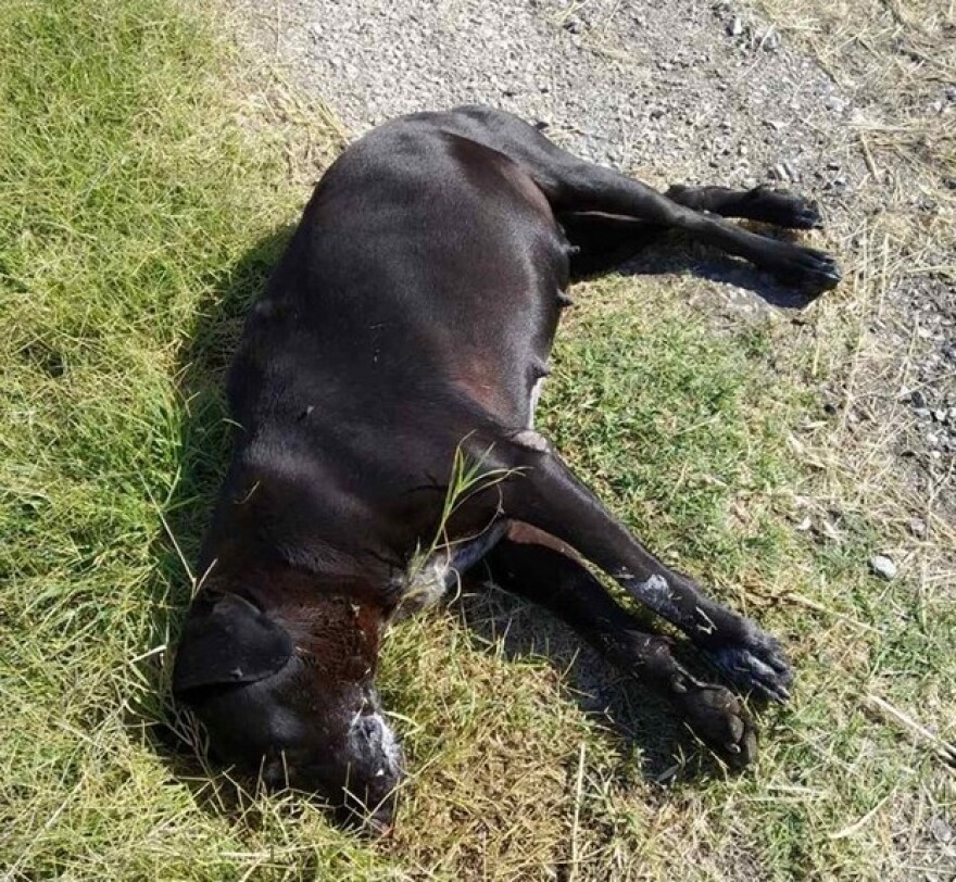 Φθιώτιδα: Τη μαζική δολοφονία αδέσποτων καταγγέλλει φιλοζωική 