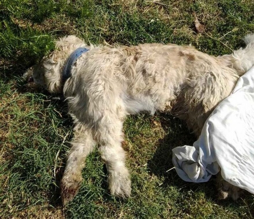 Φθιώτιδα: Τη μαζική δολοφονία αδέσποτων καταγγέλλει φιλοζωική 