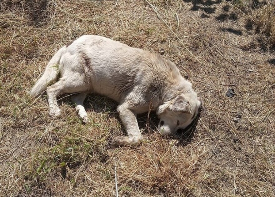 Φθιώτιδα: Τη μαζική δολοφονία αδέσποτων καταγγέλλει φιλοζωική 