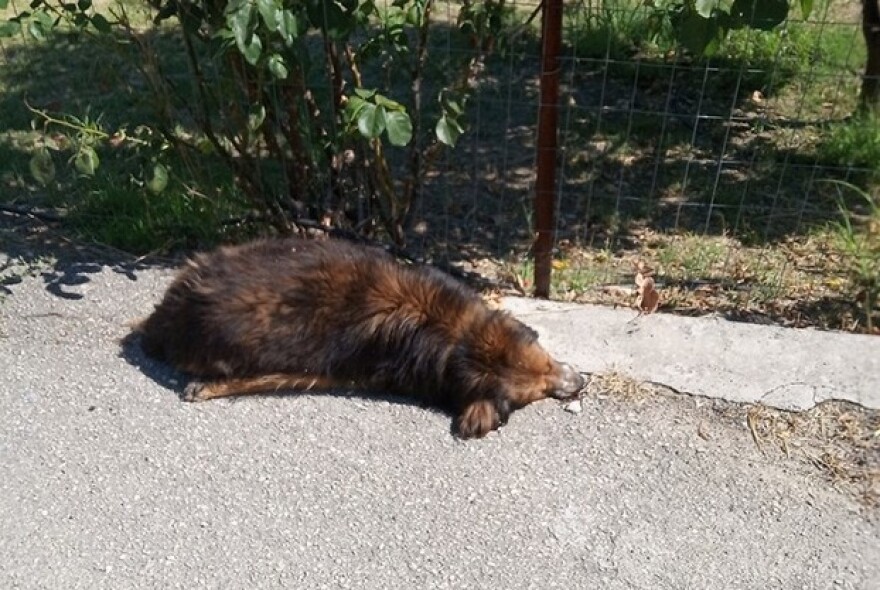 Φθιώτιδα: Τη μαζική δολοφονία αδέσποτων καταγγέλλει φιλοζωική 