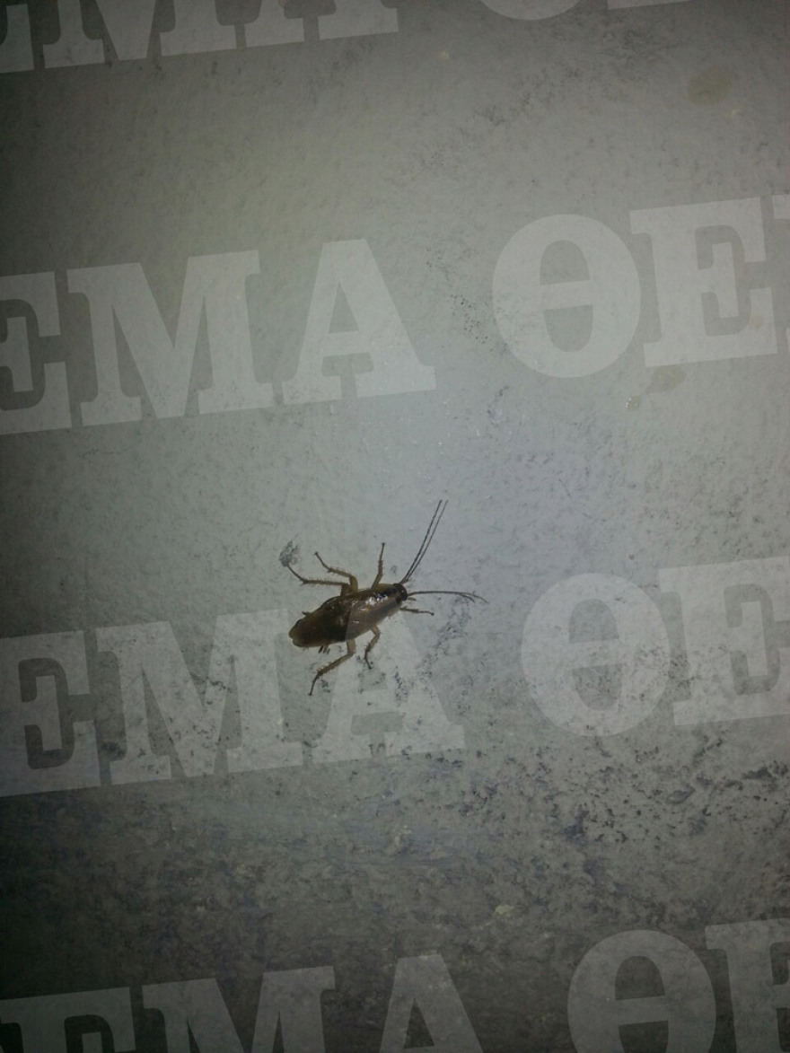 Σοκαριστικές εικόνες από το Αλλοδαπών στην Πέτρου Ράλλη: Κατσαρίδες και σκουπίδια παντού!