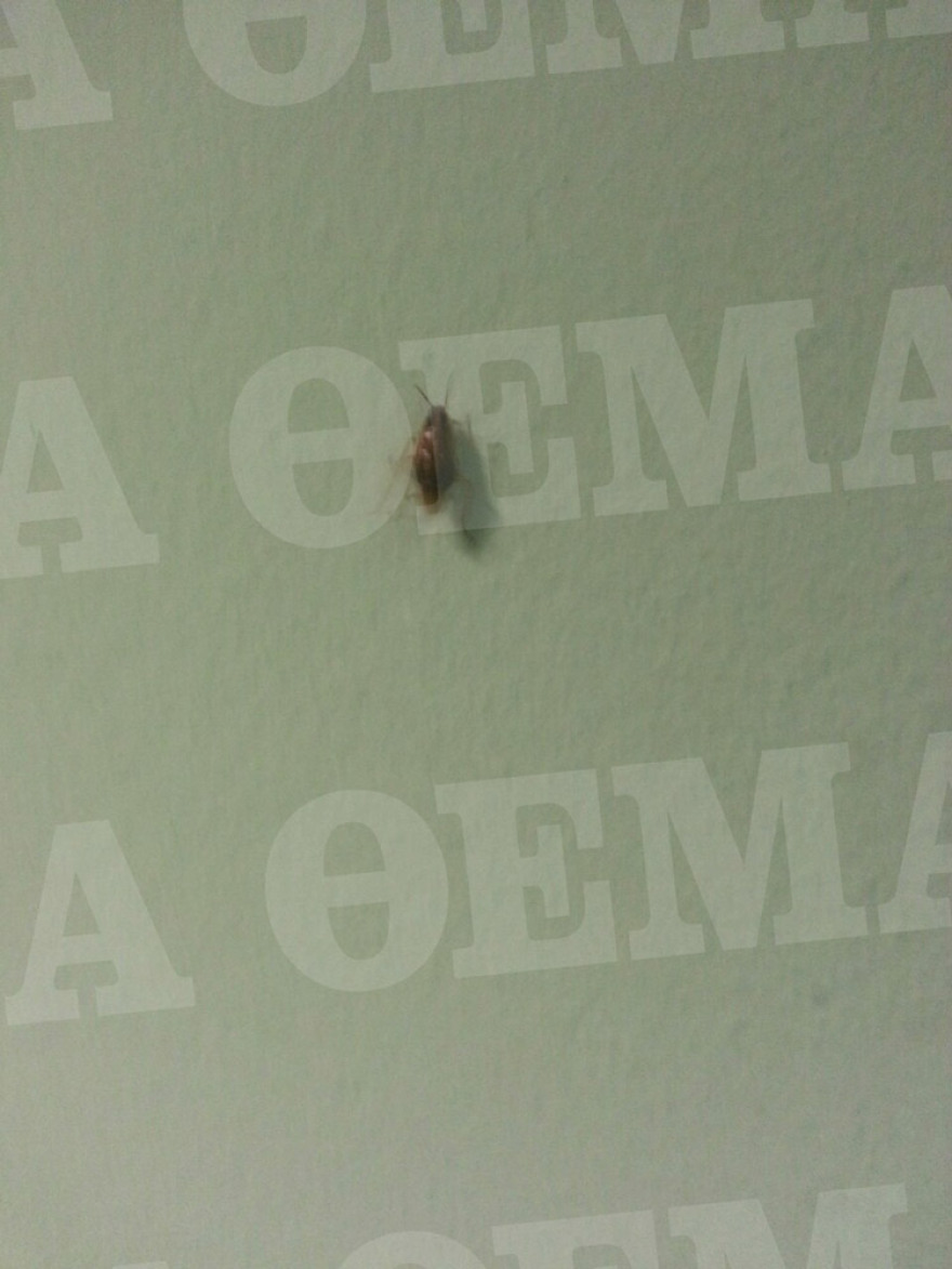 Σοκαριστικές εικόνες από το Αλλοδαπών στην Πέτρου Ράλλη: Κατσαρίδες και σκουπίδια παντού!