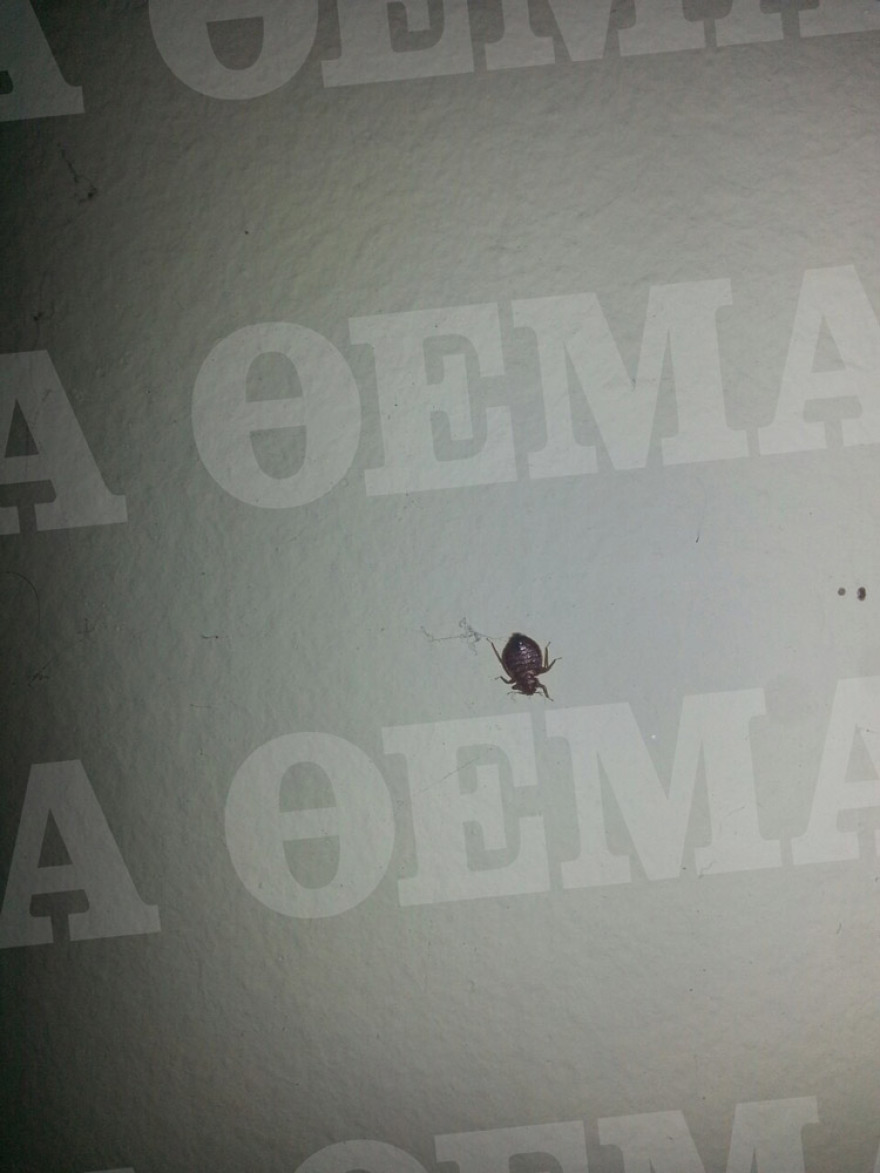 Σοκαριστικές εικόνες από το Αλλοδαπών στην Πέτρου Ράλλη: Κατσαρίδες και σκουπίδια παντού!