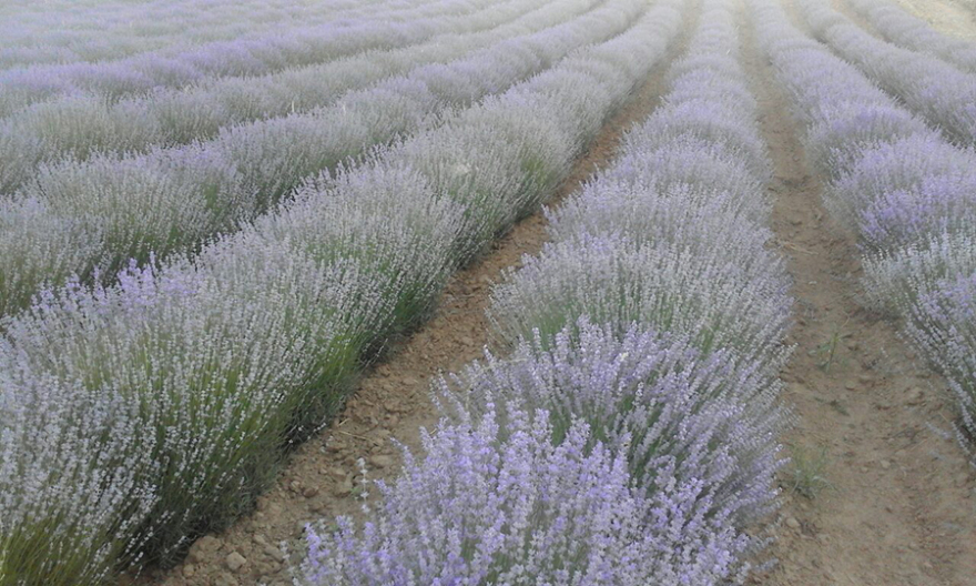 Η κυρία Βάσω από την Καληράχη Γρεβενών