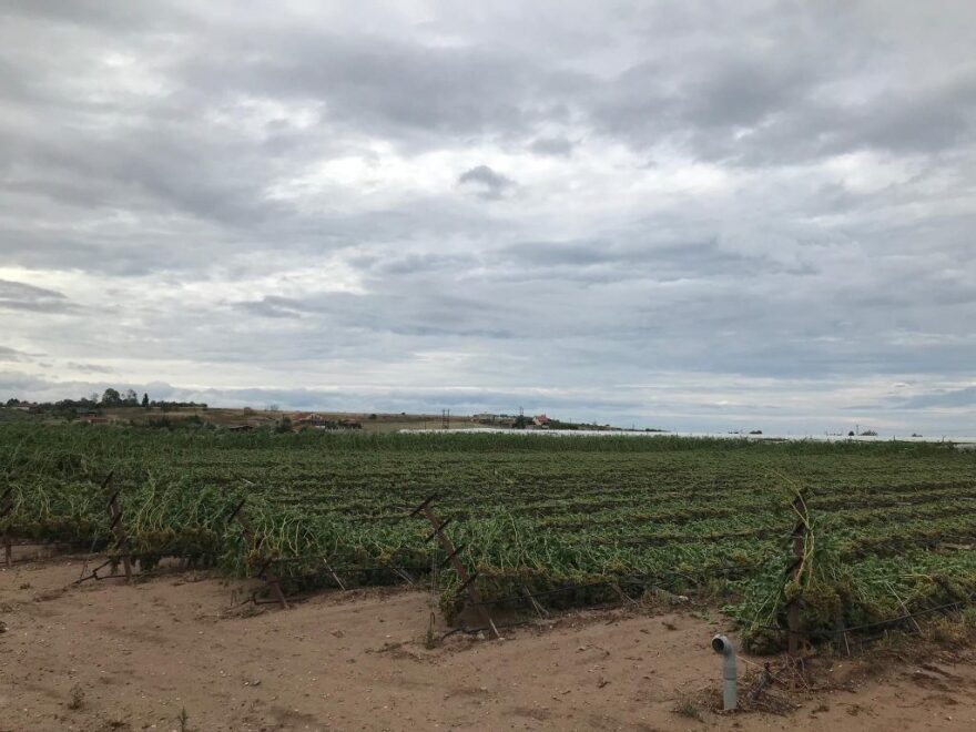 Θεομηνία στην Χαλκιδική: «Τέτοια καταστροφή δεν έχουμε ξαναδεί» λένε οι αγρότες