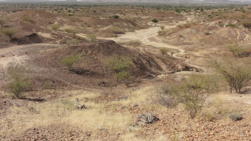 Κένυα: Βρέθηκε απολίθωμα μικροσκοπικού πιθήκου 4,2 εκατ. ετών