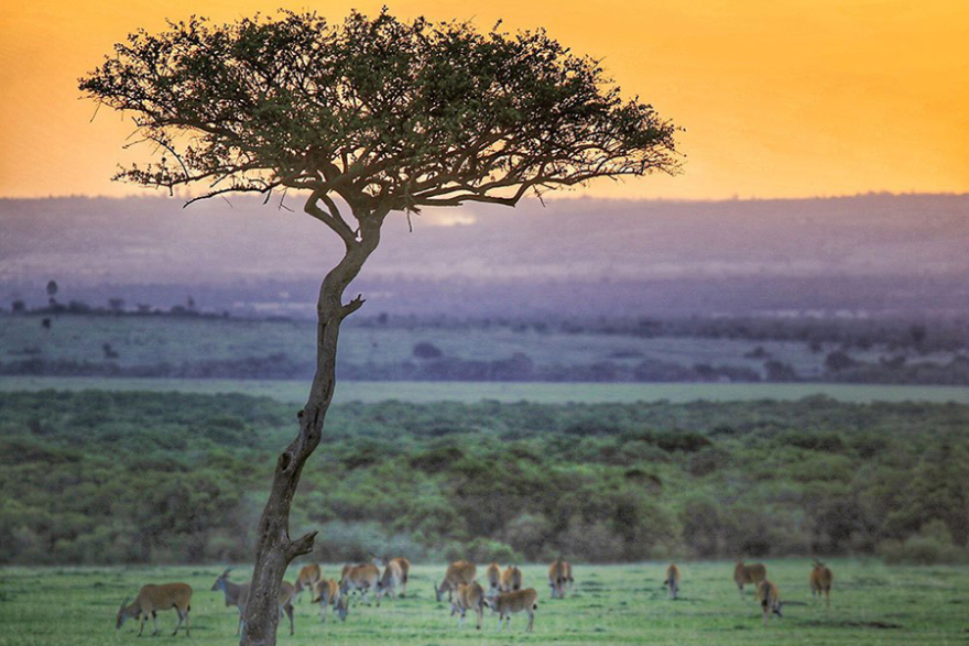 Χακούνα Ματάτα, για πάντα