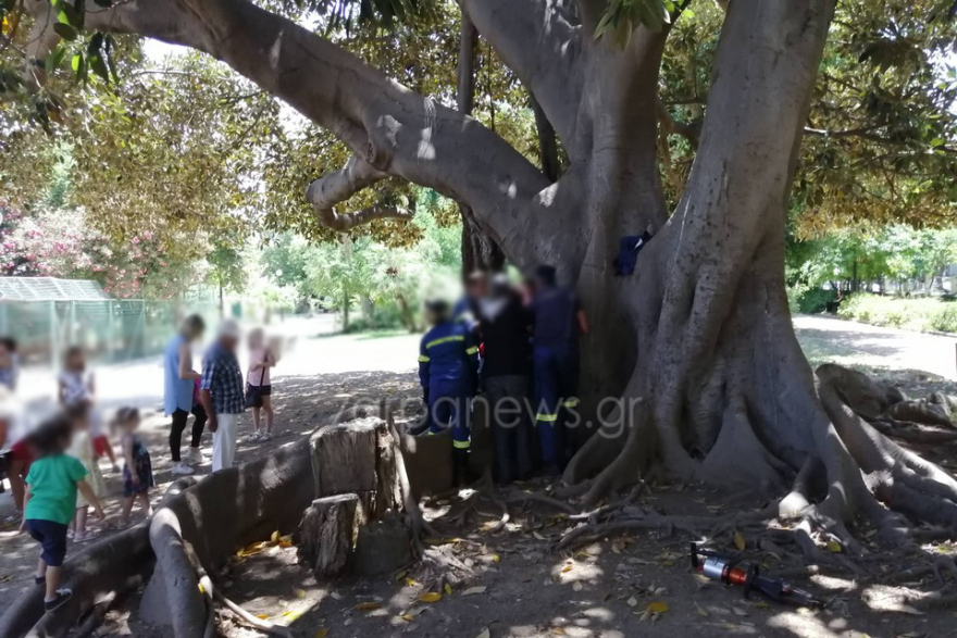 Παιδάκι «σφήνωσε» σε δέντρο στα Χανιά