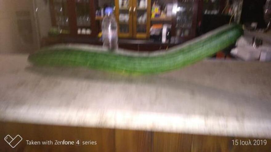 Κρήτη: Αγγούρι... γίγαντας στη Μεσσαρά