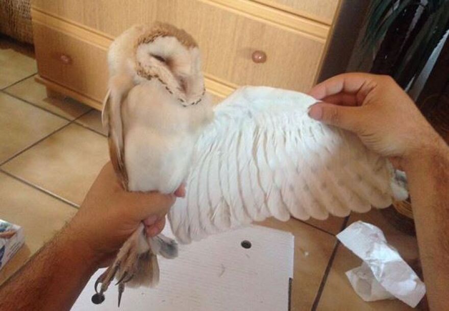 Μυτιλήνη: Επιχείρηση διάσωσης για έξι μικρές κουκουβάγιες που είχαν εγκλωβιστεί σε πατάρι