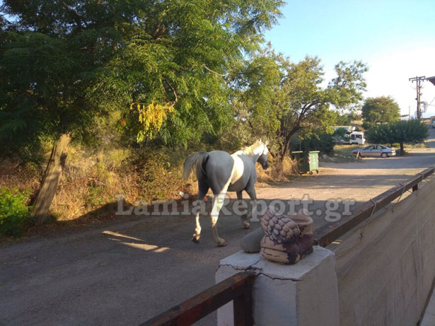 Λαμία: Άλογο… έκοβε βόλτες μέσα στο δρόμο 