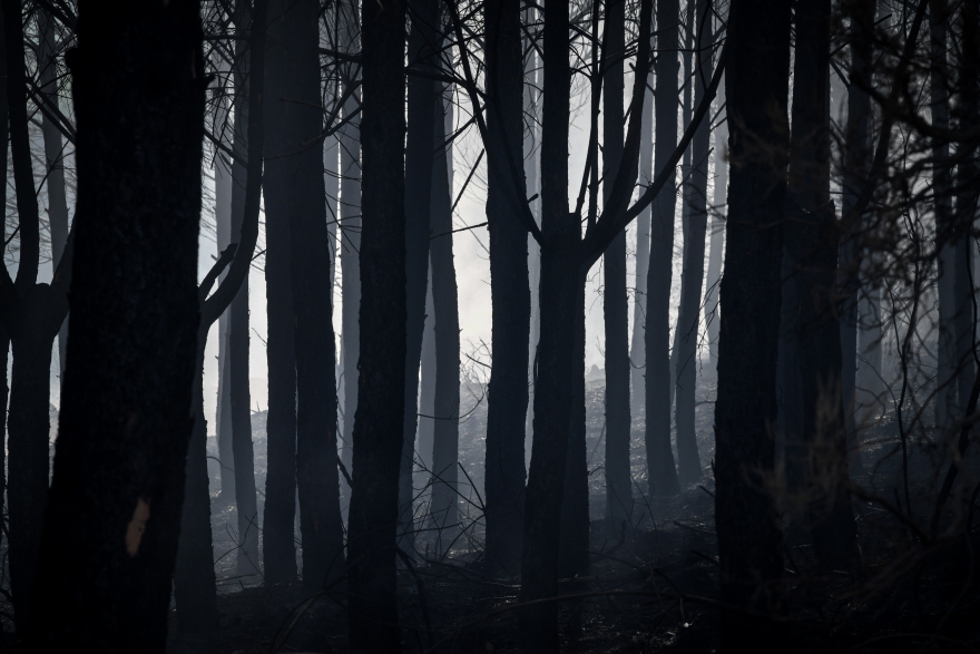 Μεγάλη η περιβαλλοντική καταστροφή από τη φωτιά στην Αρχαία Ολυμπία