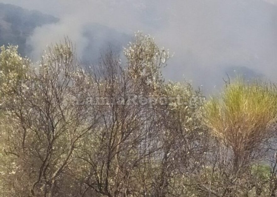 Πυρκαγιά στην Τιθορέα Φθιώτιδας: Ενισχύθηκαν οι δυνάμεις - Καλύτερη η κατάσταση σύμφωνα με την πυροσβεστική 